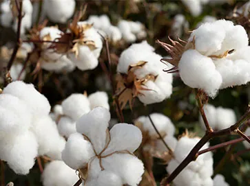 Cotton