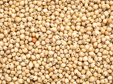 Sorghum