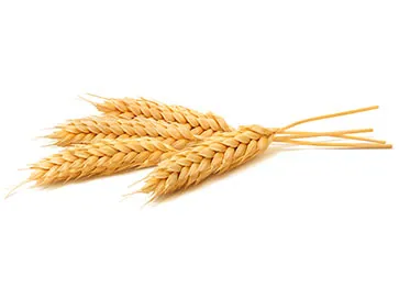 Wheat